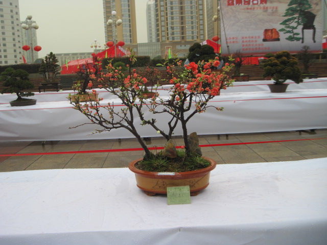 2013ų辰չ 051.jpg