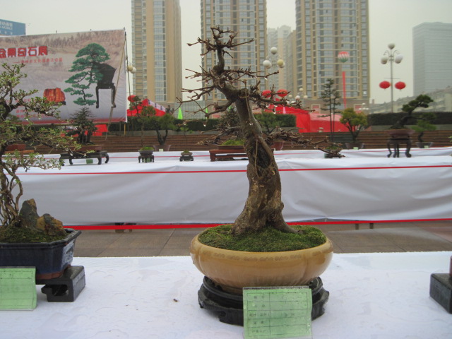 2013ų辰չ 057.jpg