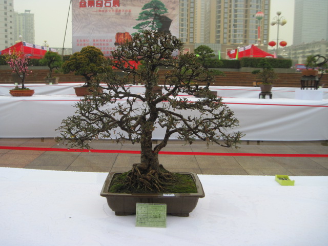 2013ų辰չ 064.jpg