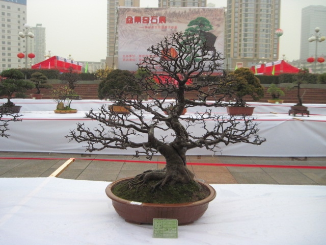 2013ų辰չ 066.jpg