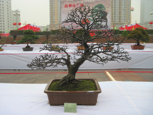 2013ų辰չ 067.jpg