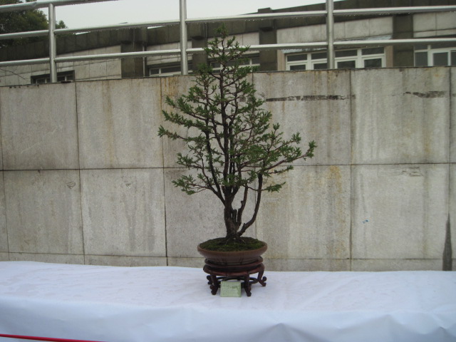 2013ų辰չ 072.jpg