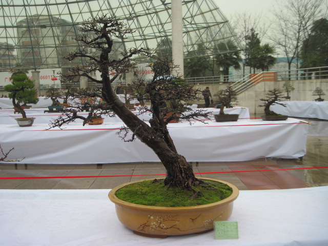 2013ų辰չ 086.jpg