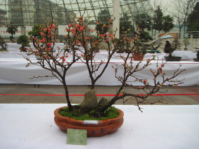 2013ų辰չ 087.jpg