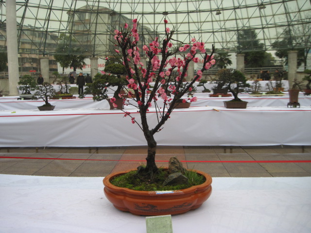 2013ų辰չ 093.jpg
