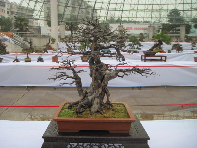 2013ų辰չ 100.jpg