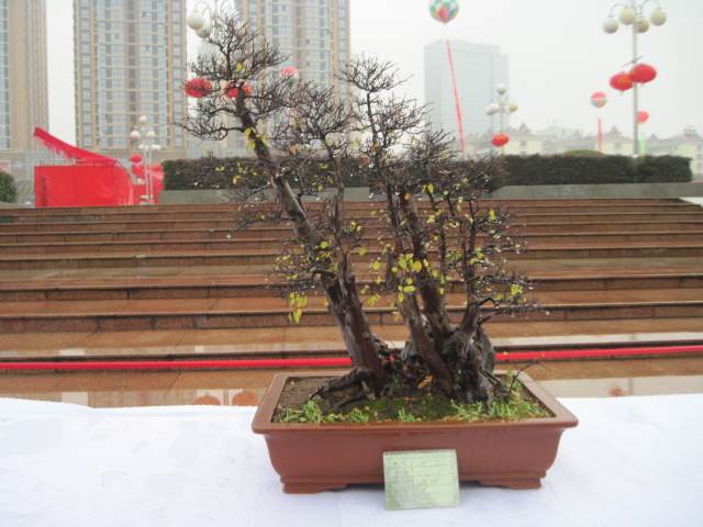 2013ų辰չ 111.jpg