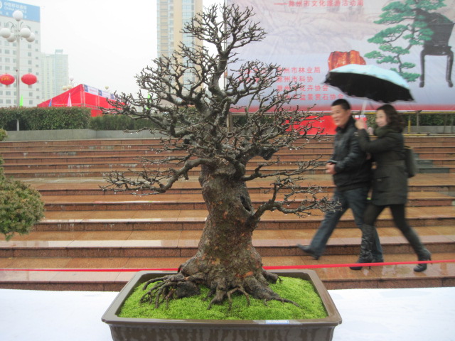 2013ų辰չ 123.jpg