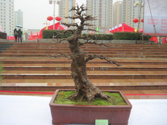 2013ų辰չ 127.jpg