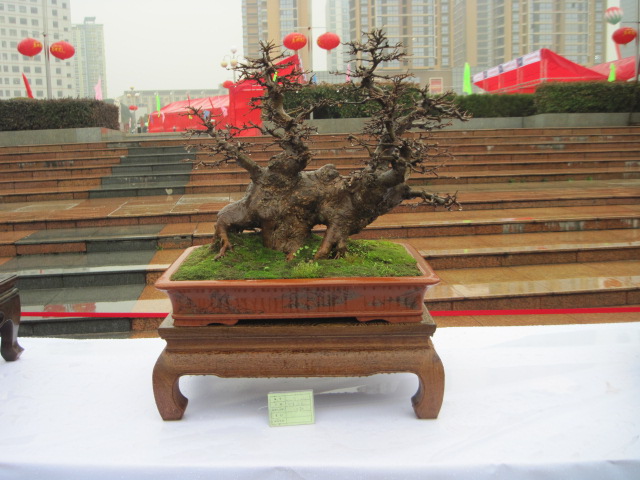 2013ų辰չ 130.jpg