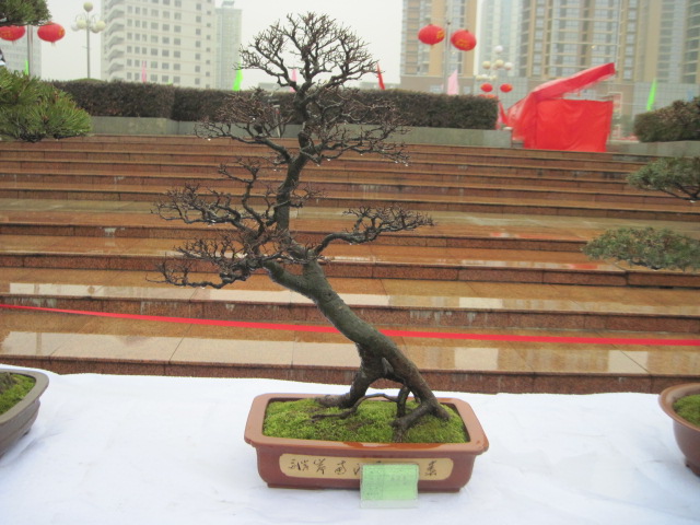 2013ų辰չ 136.jpg