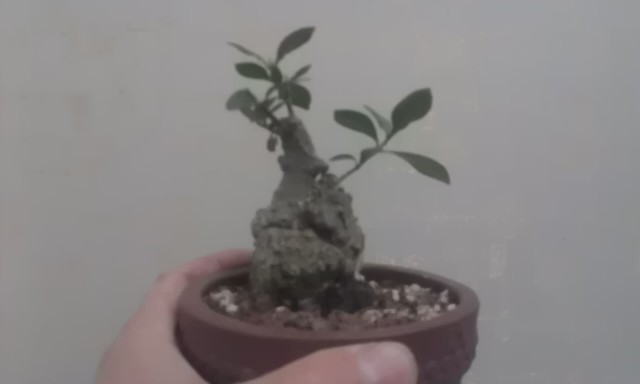 IMAG1181.jpg