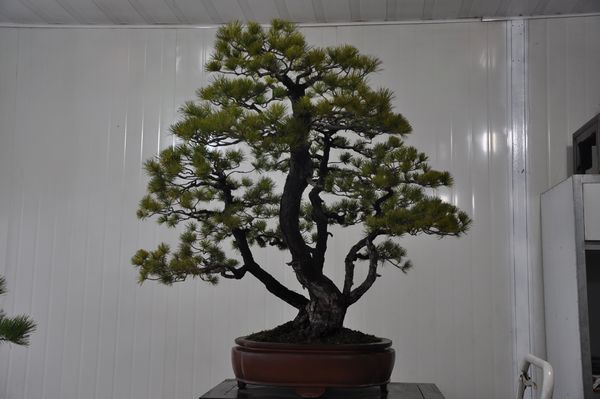ҵ辰 238.jpg
