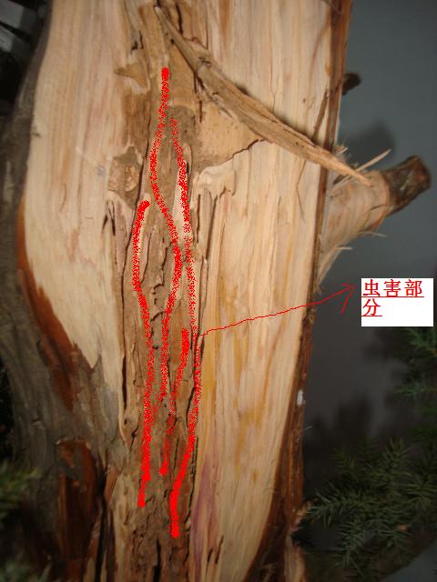 DSC06349.JPG