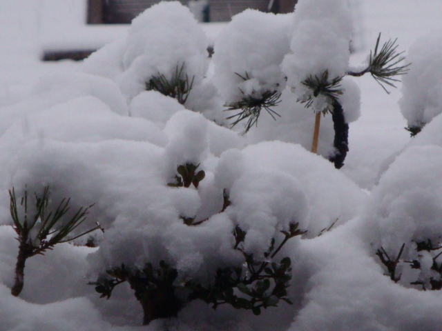 DSC02185.JPG