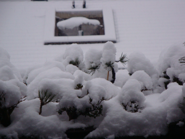 DSC02176.JPG