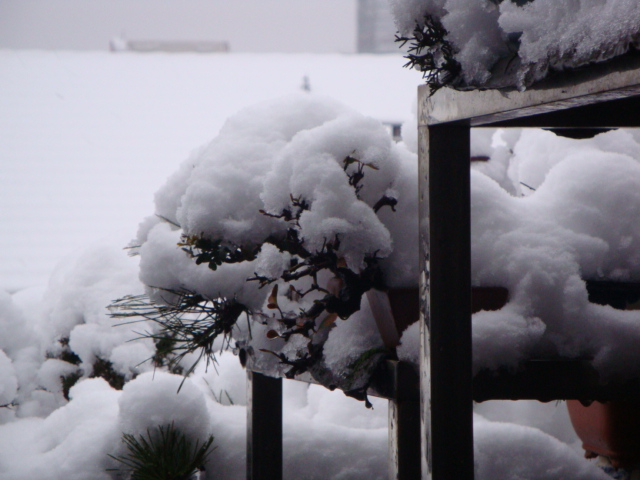 DSC02184.JPG