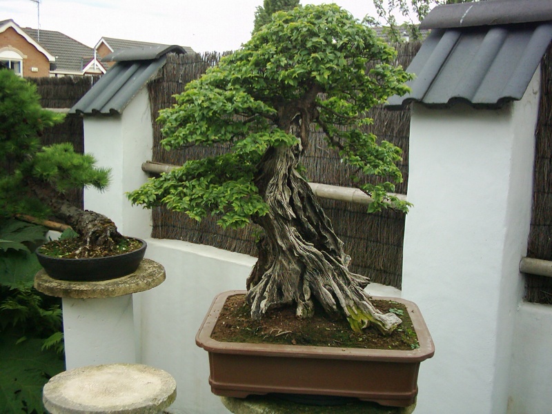bonsai10.jpg