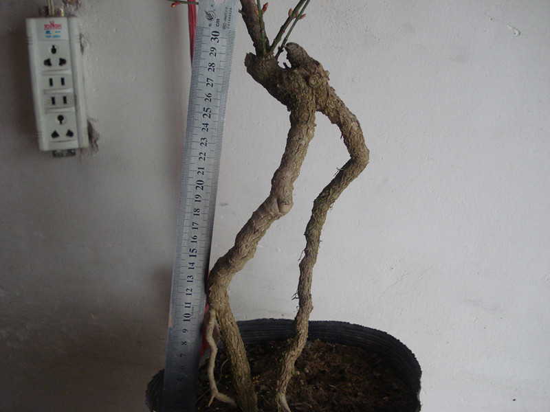 DSC04442_.jpg