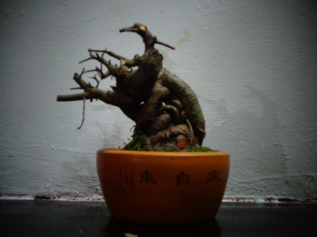 DSC00172.JPG