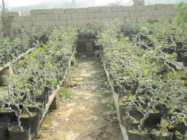 20130223СƷ 003.jpg
