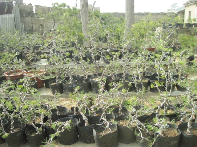 20130223СƷ 009.jpg