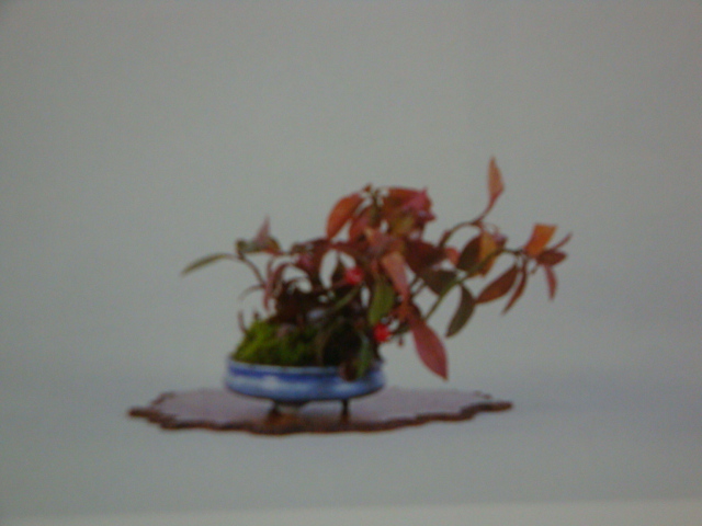 DSC09678.JPG