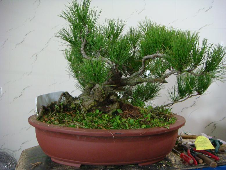 辰1 (939).JPG