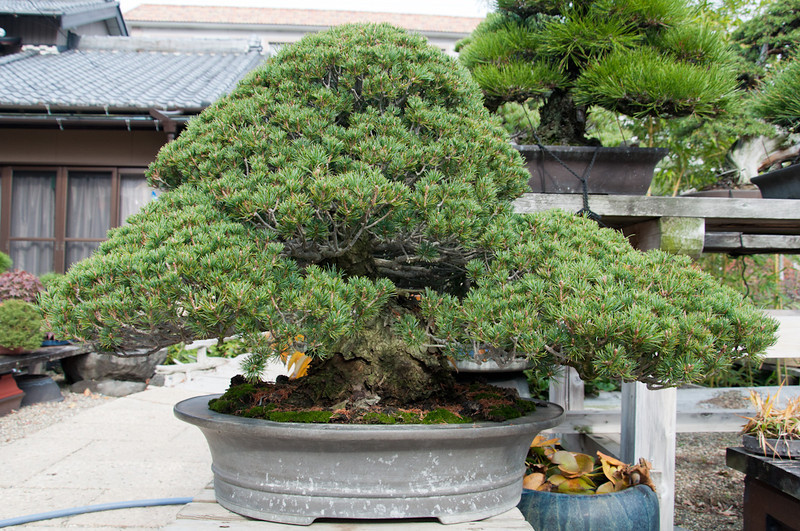 DSC0063-L.jpg