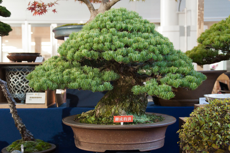 DSC0211-L.jpg