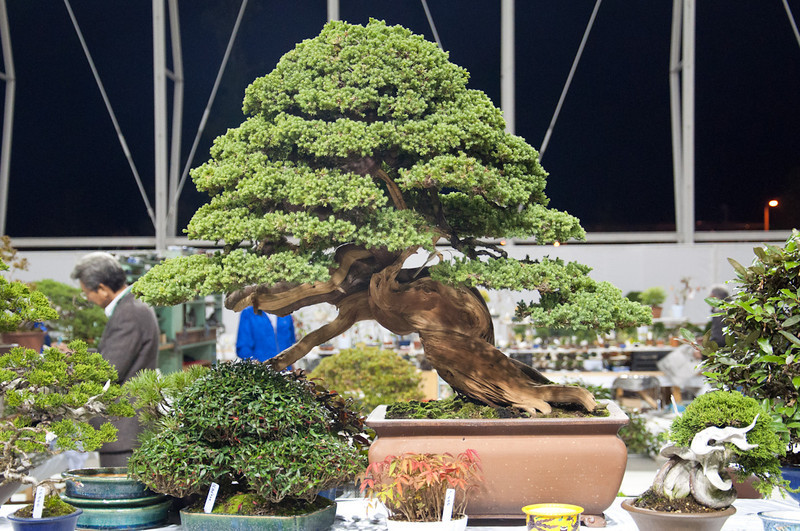 DSC0244-L.jpg