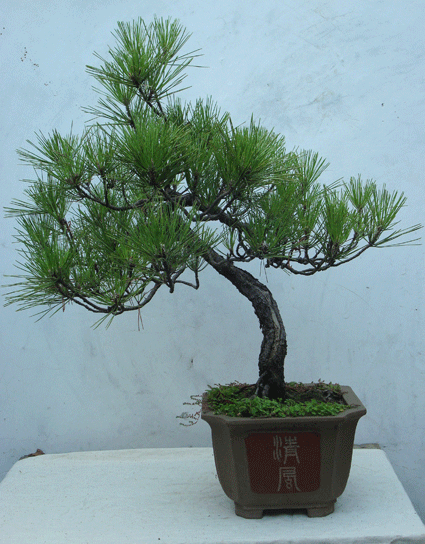 DSC06854.gif