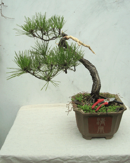 DSC06866.gif