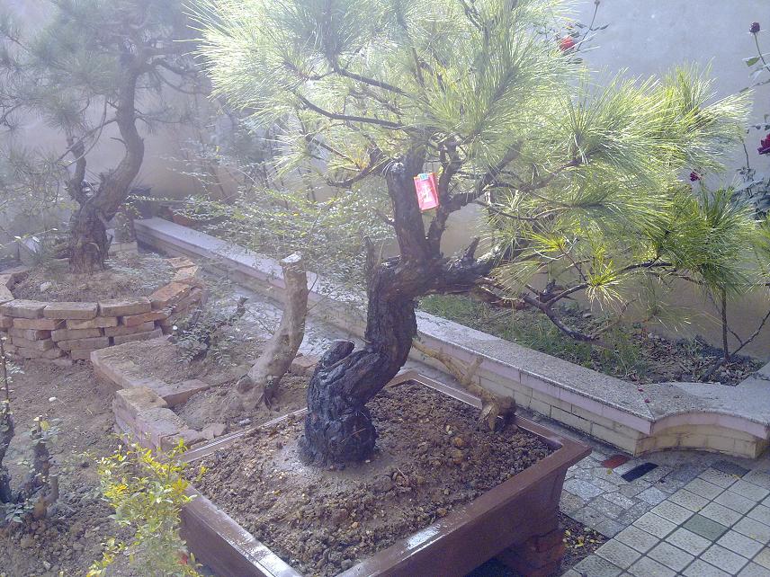 20101206181.jpg