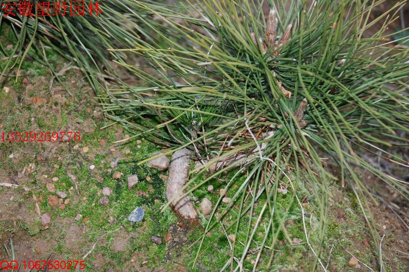DSC_0580.jpg