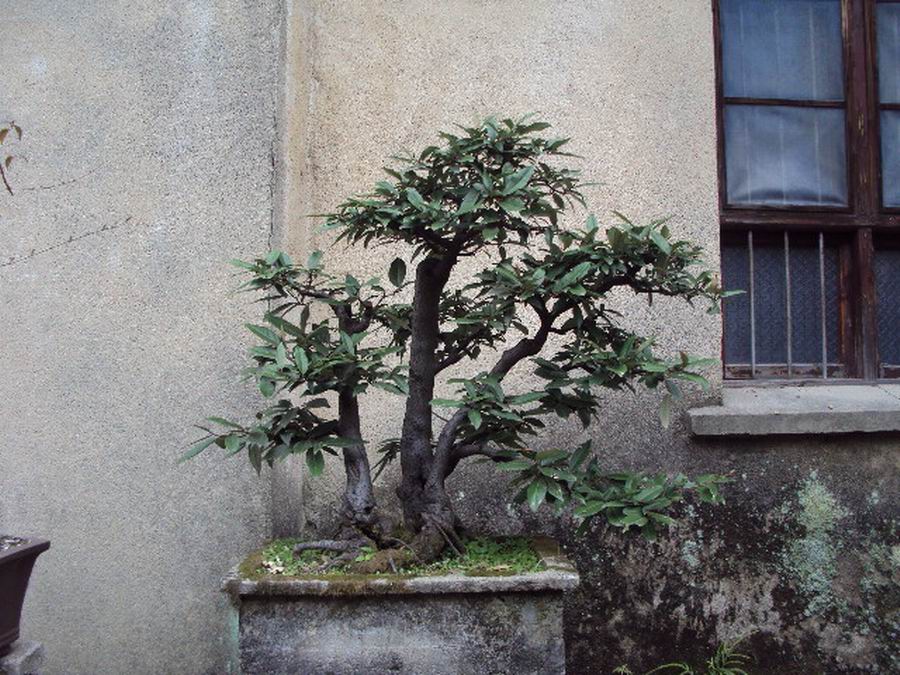 DSC02990.JPG