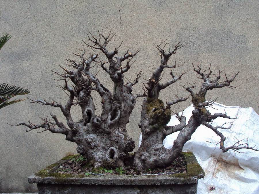 DSC02987.JPG