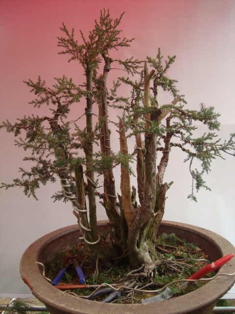 DSC06566.jpg