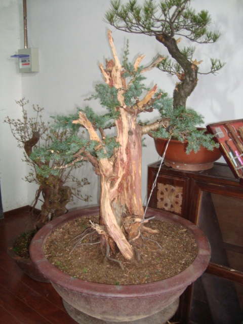 DSC06087.jpg