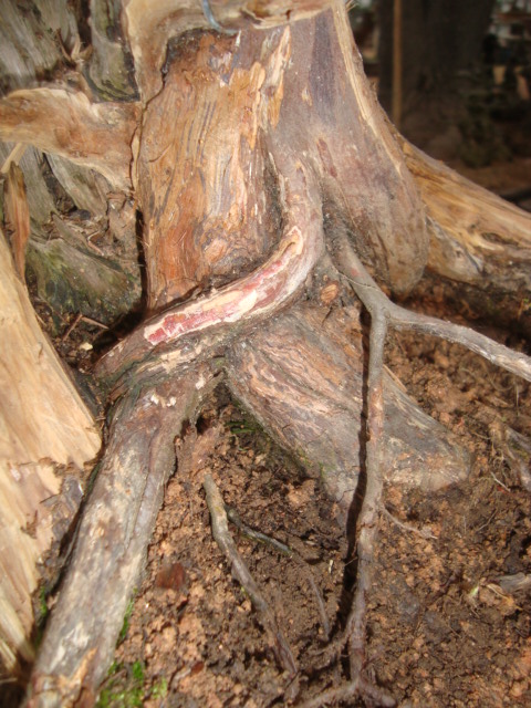 DSC06471.jpg