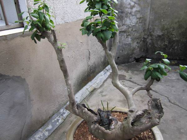 Ƭ 028.jpg