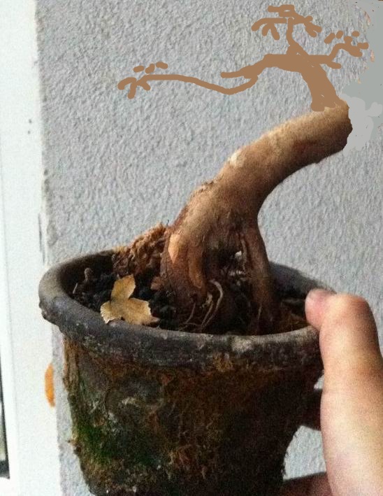 MAPLE1.jpg