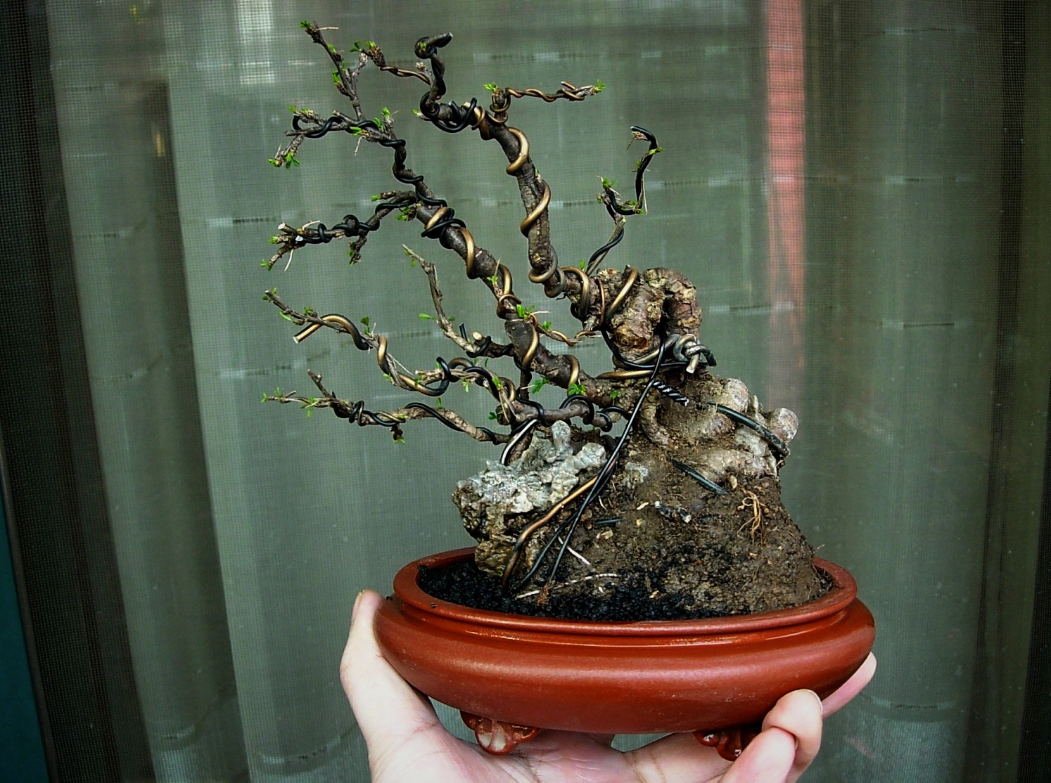 DSCN8962_conew1.jpg
