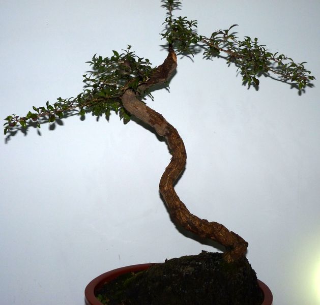 P1010045.jpg