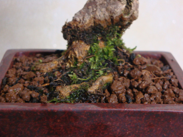 DSC02295.JPG