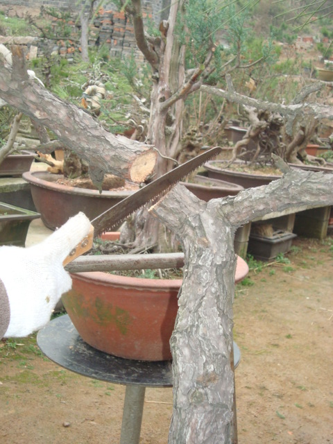 DSC06585.jpg