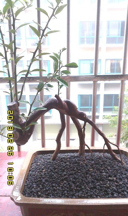 IMG0226100600.jpg
