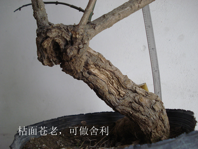 DSC04532_.jpg