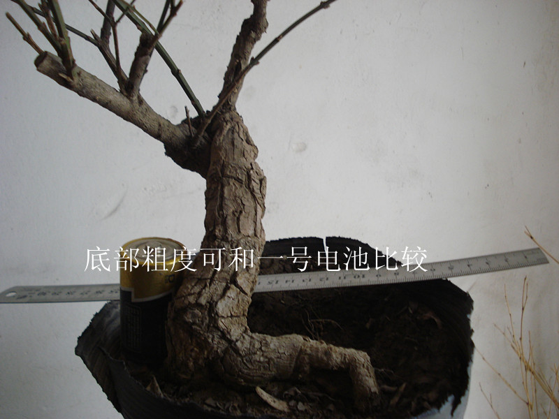 DSC04534_.jpg