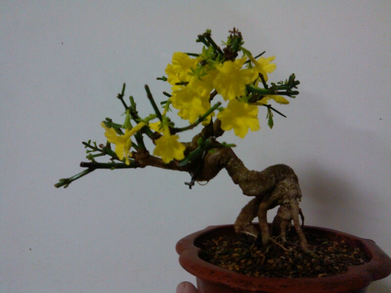 IMG20130301201043.jpg